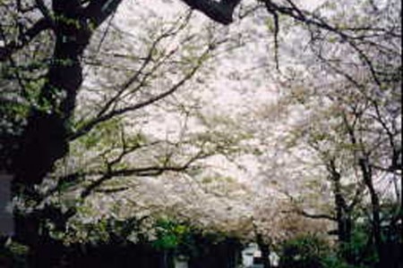 Visite gastronomique et des cerisiers en fleur de Kamakura image