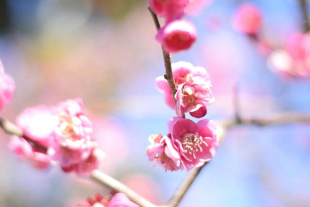 Un agradable recorrido primaveral por los ciruelos y castillos de Odawara