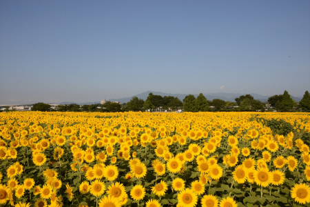 Sonríe con los girasoles de Zama