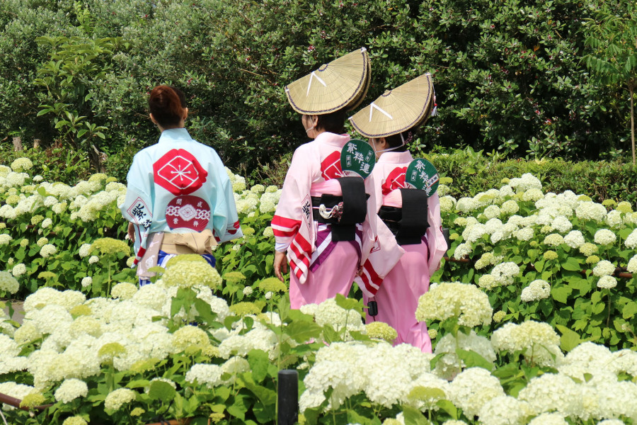 あじさいの酒匂川の水辺をめぐる散策コース