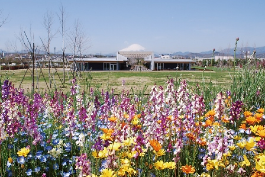 平塚花市